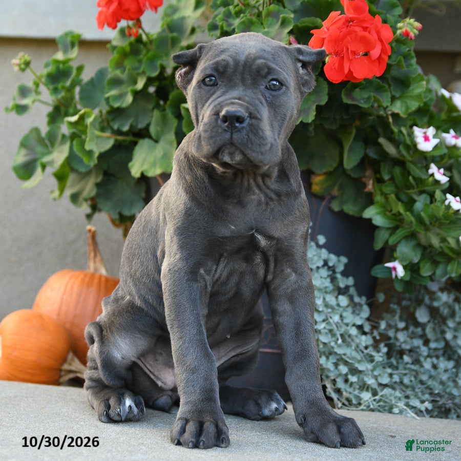 Cane Corso dogs for sale: Tundra - Ad 1