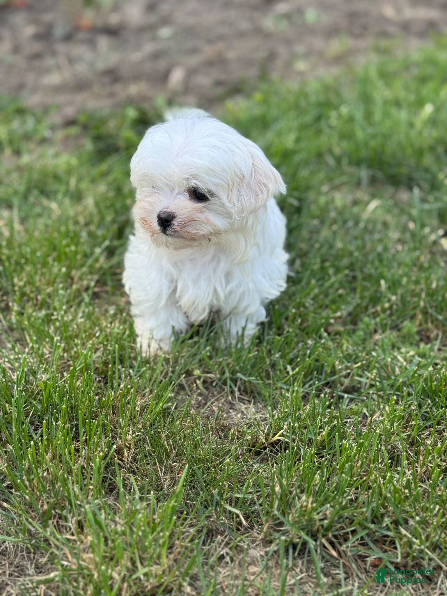 Maltese dogs Maltese Puppy 1 - Ad 2