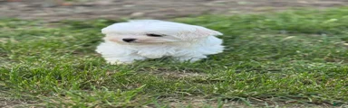 Maltese Puppy 1