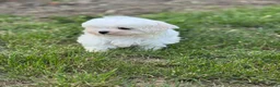 Maltese dogs for sale: Maltese Puppy 1 - Ad 1