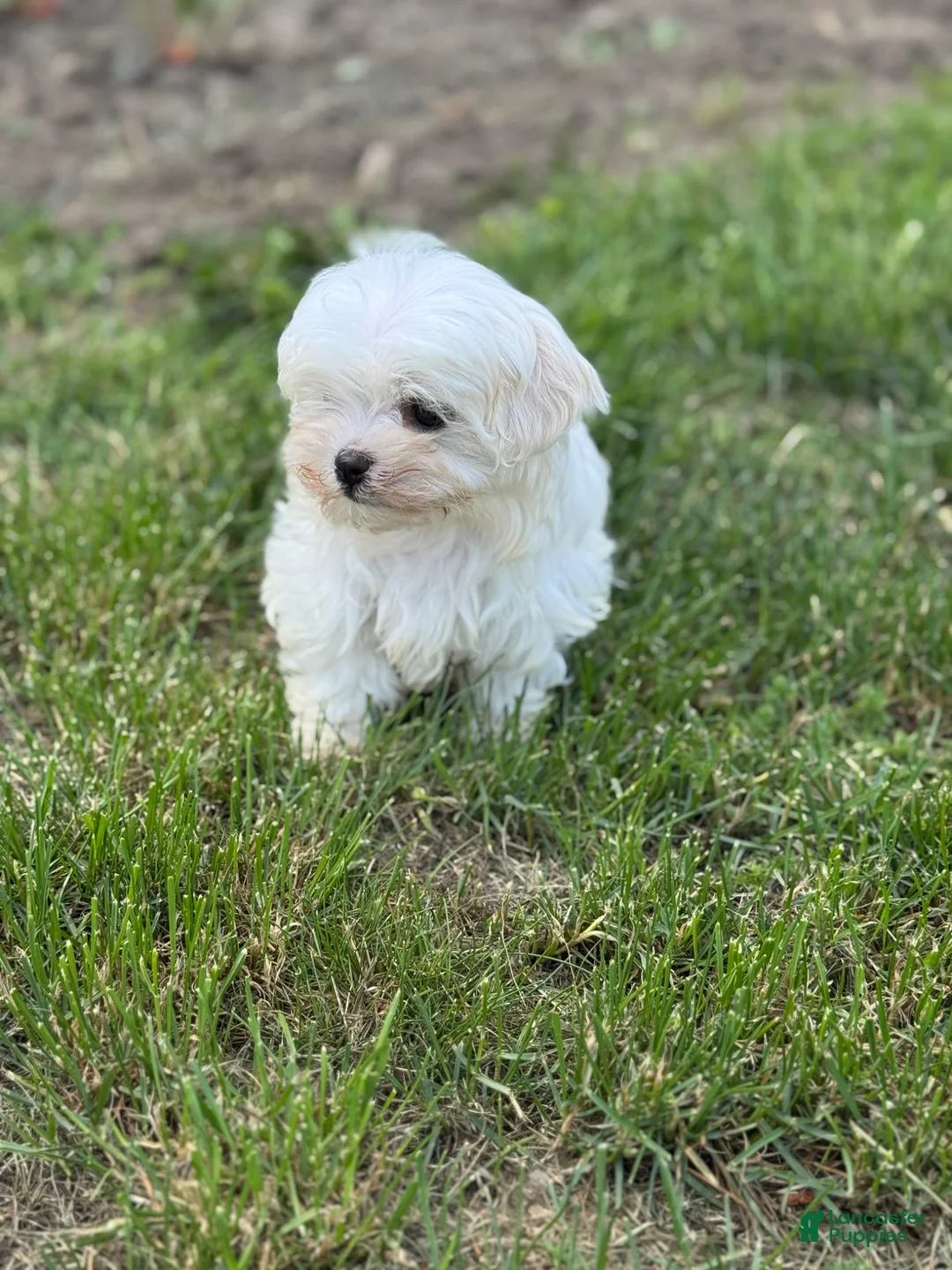 Maltese dogs for sale: Maltese Puppy 1 - Ad 1