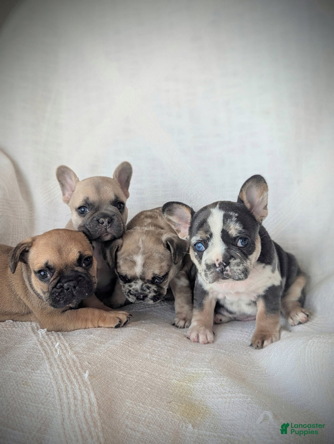 French Bulldog dogs for sale: Lane - Ad 4