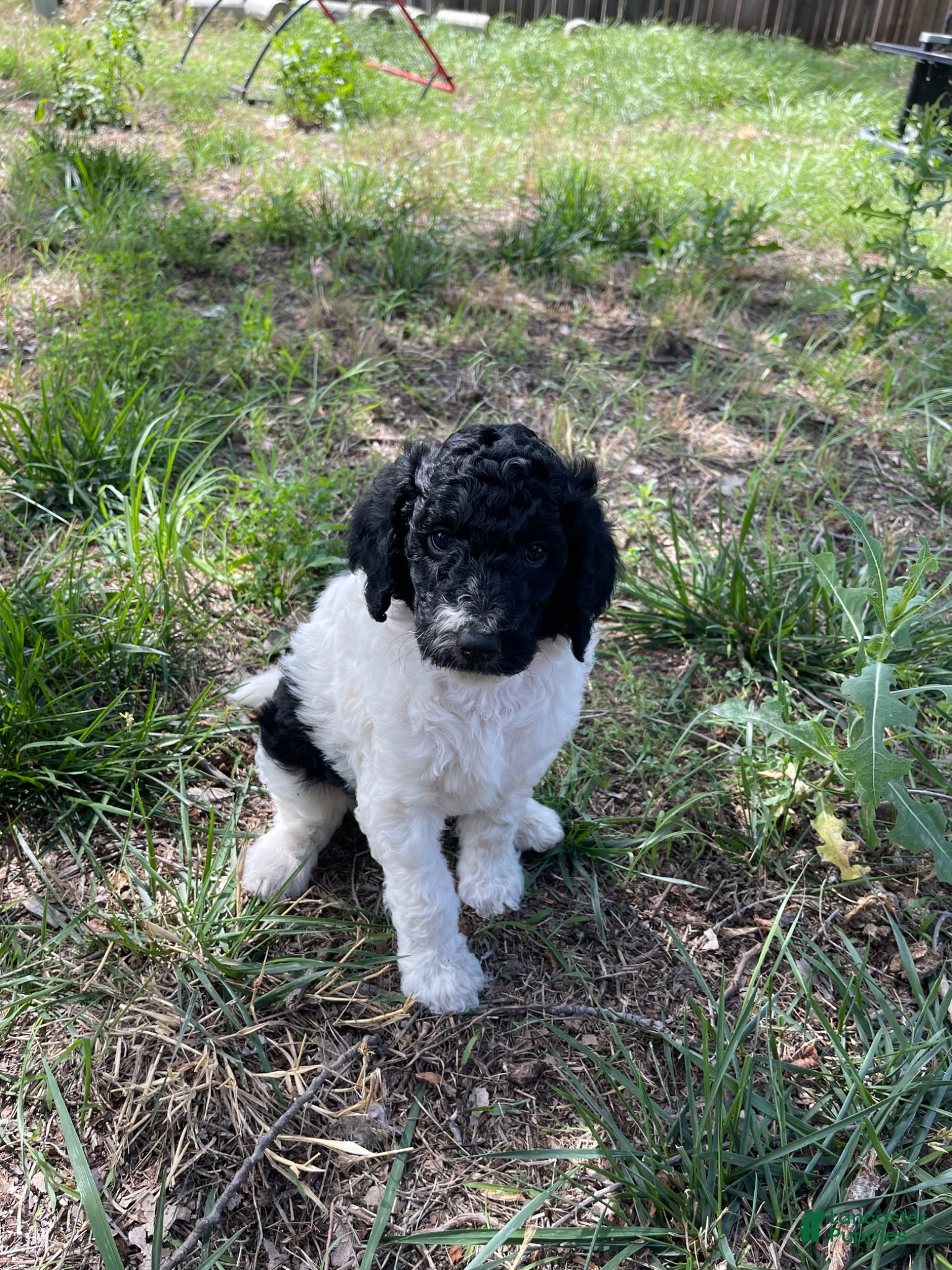 Standard Poodle dogs Standard Poodle 3 - Ad 25