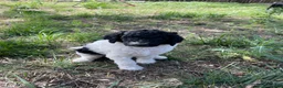 Standard Poodle dogs for sale: Standard Poodle 3 - Ad 1