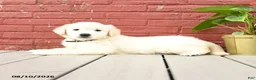 Golden Retriever dogs for sale: Vicki - Ad 4