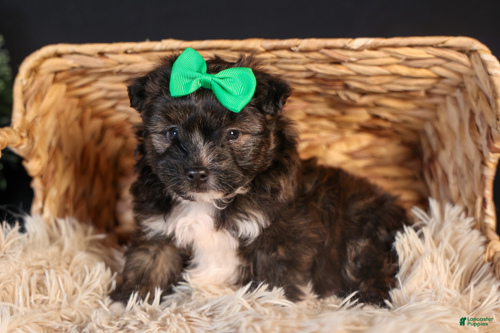 Mini Aussiedoodle dogs Gary - Ad 20