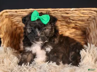 Mini Aussiedoodle dogs Gary - Ad 4