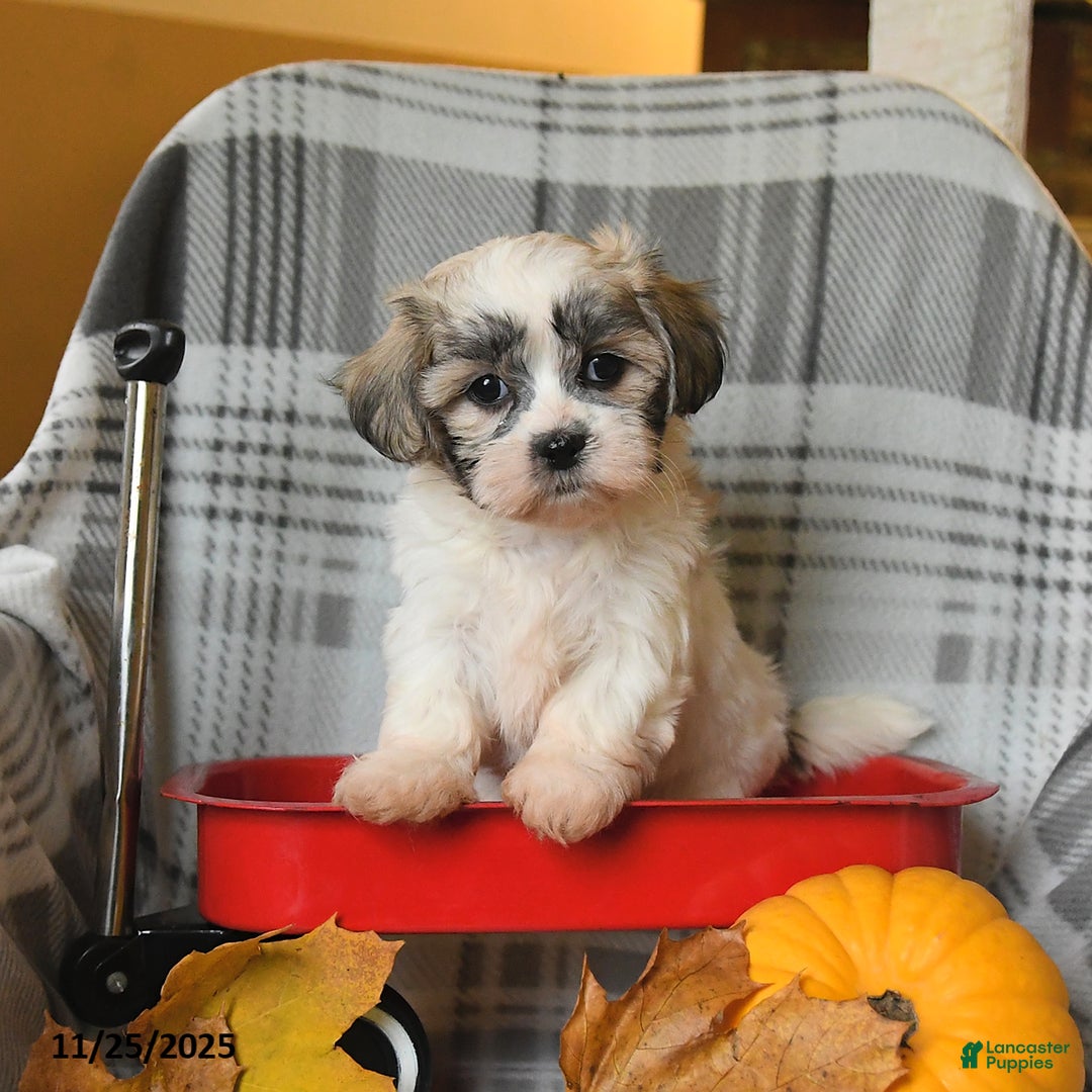 Malshi dogs for sale: Rocky - Ad 2