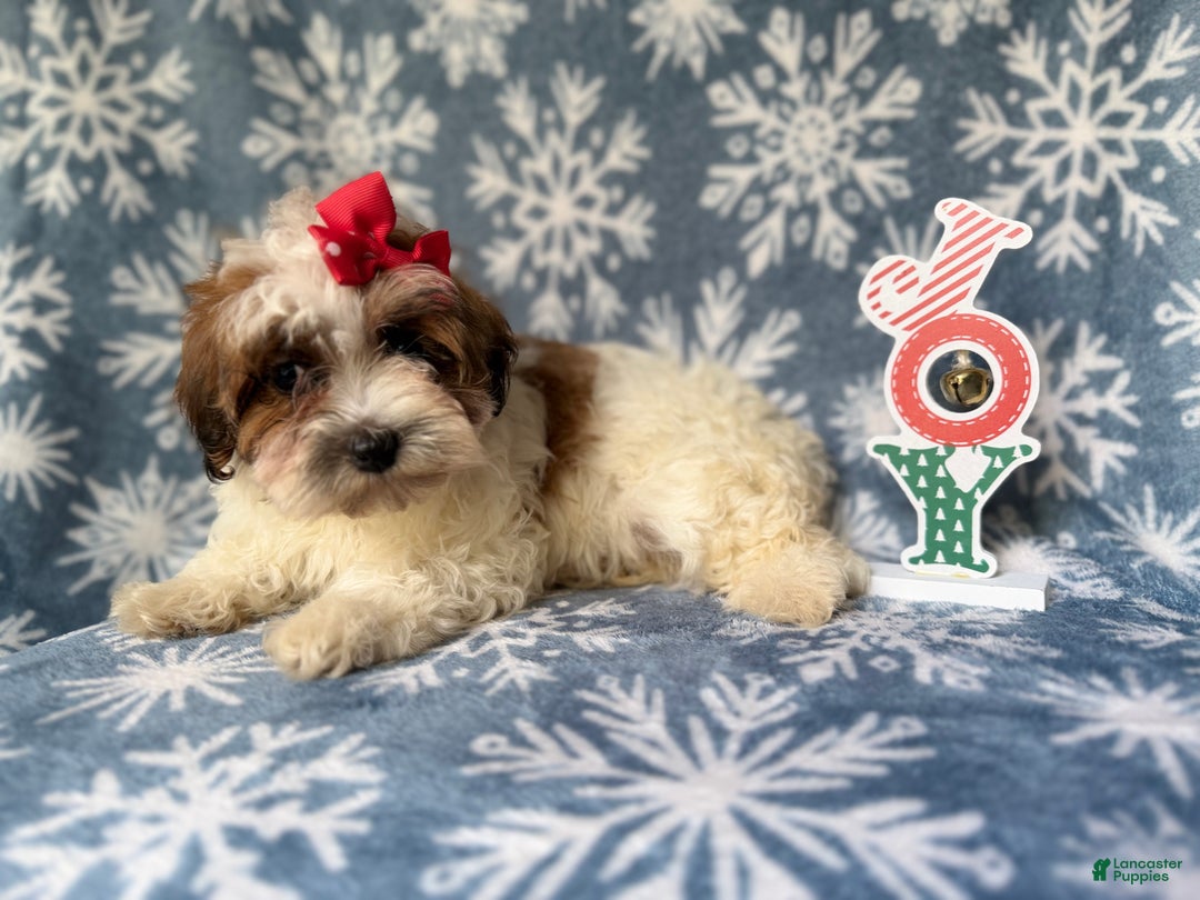 Maltipoo dogs for sale: Joy - Ad 5