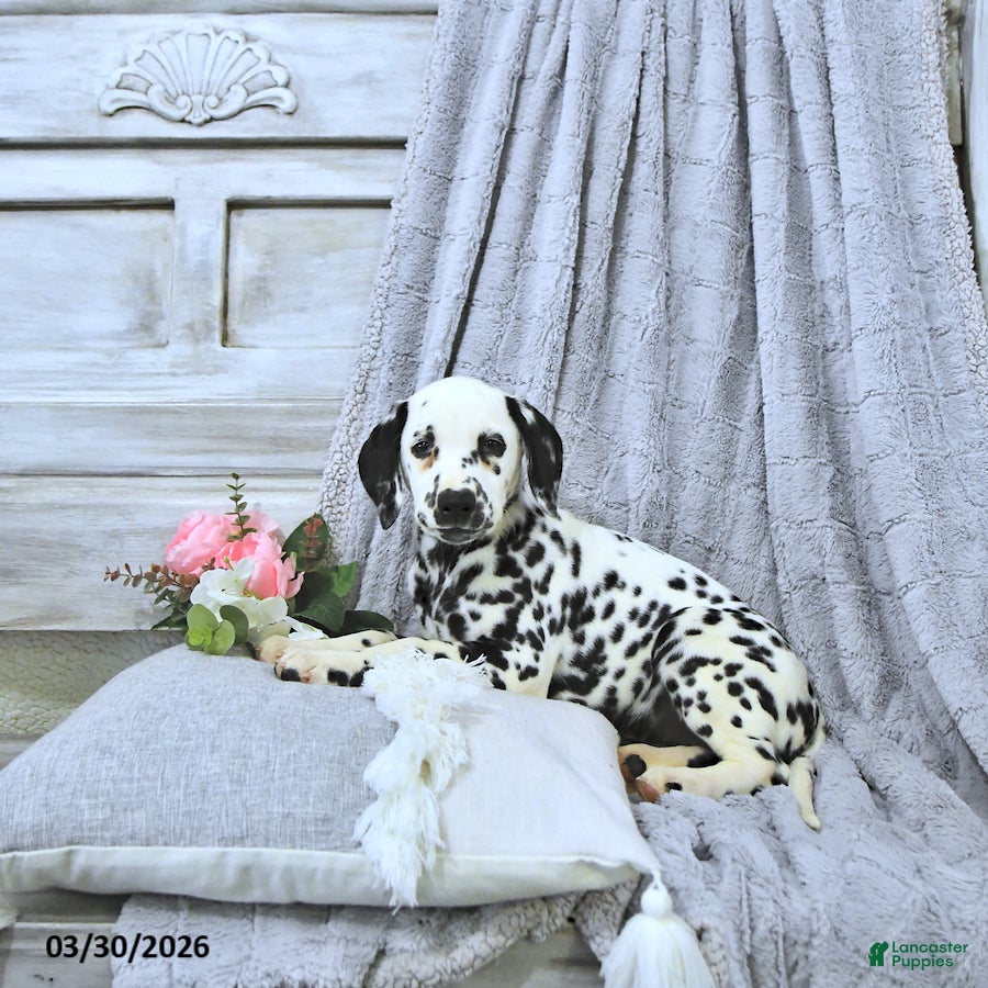 Dalmatian dogs Gracie - Ad 1