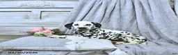 Dalmatian dogs for sale: Gracie - Ad 1
