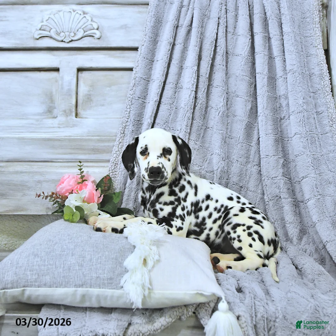 Dalmatian dogs for sale: Gracie - Ad 1