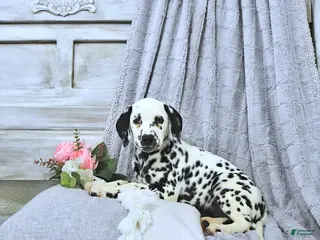 Dalmatian dogs for sale: Gracie - Ad 3