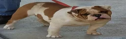 English Bulldog dogs for sale: Sassy - Ad 4