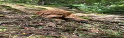 Irish Doodle dogs for sale: Duke  - Ad 5