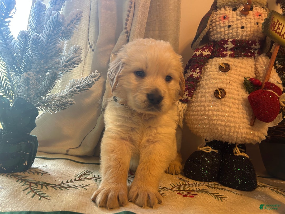 Golden Retriever dogs for sale: Blue  - Ad 5