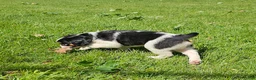 Mixed Breed dogs for sale: Shelby - Ad 7