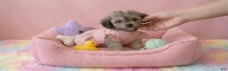 Maltipoo dogs for sale: BURBERRY  - Ad 1
