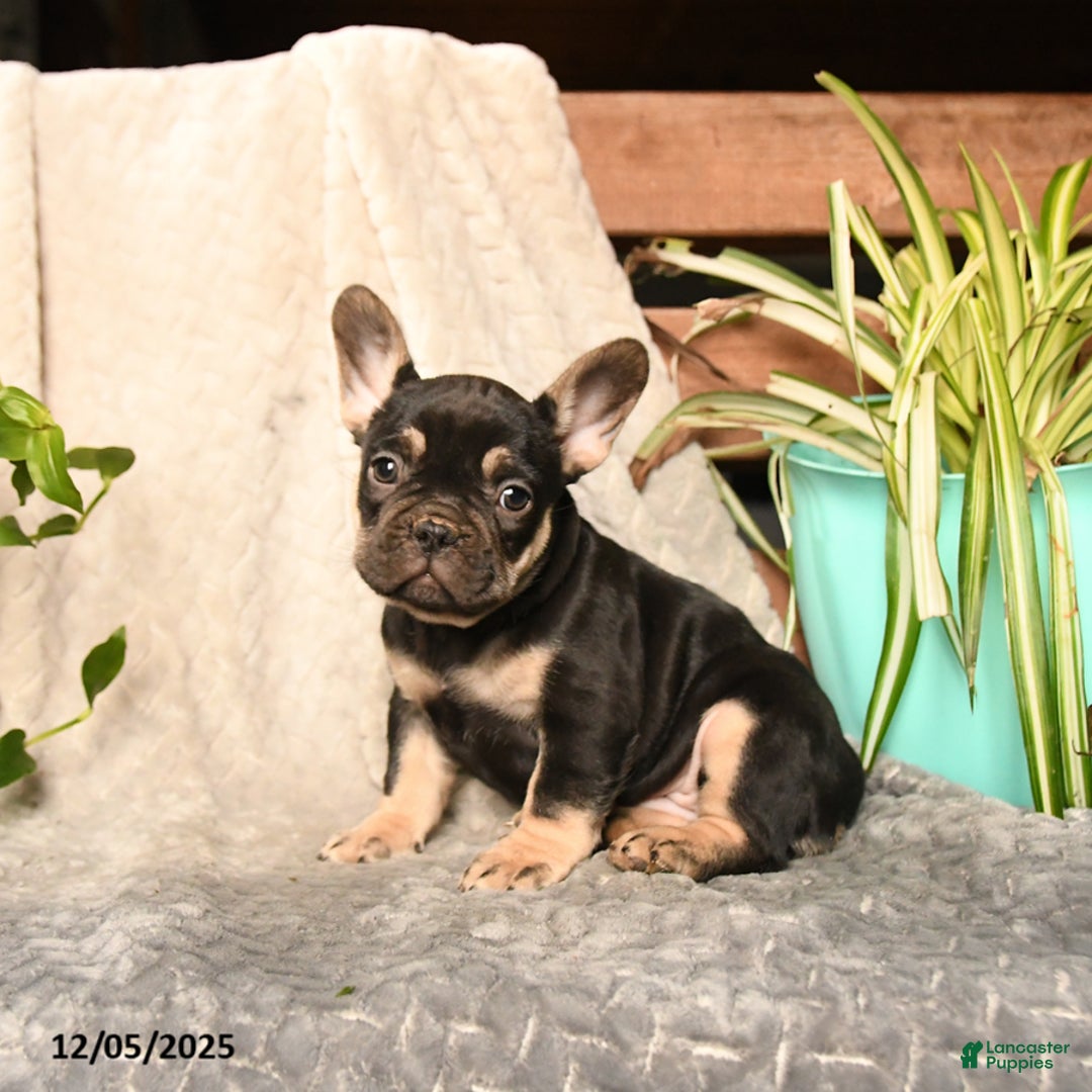French Bulldog dogs for sale: Peanut Butter Cup - Ad 2