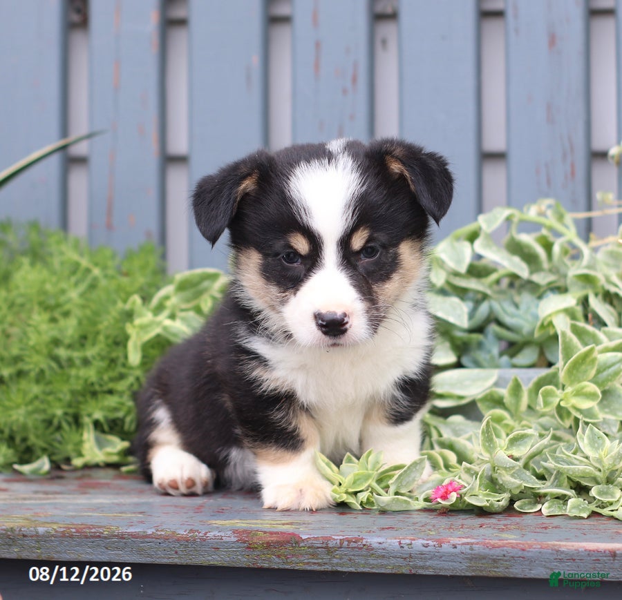 Welsh Corgi Pembroke dogs Petey - Ad 1