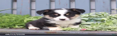 Petey