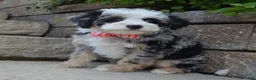 Mini Bernedoodle dogs for sale: Bella - Ad 5