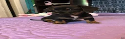 Mixed Breed dogs for sale: Mixed Breed 2 - Ad 2