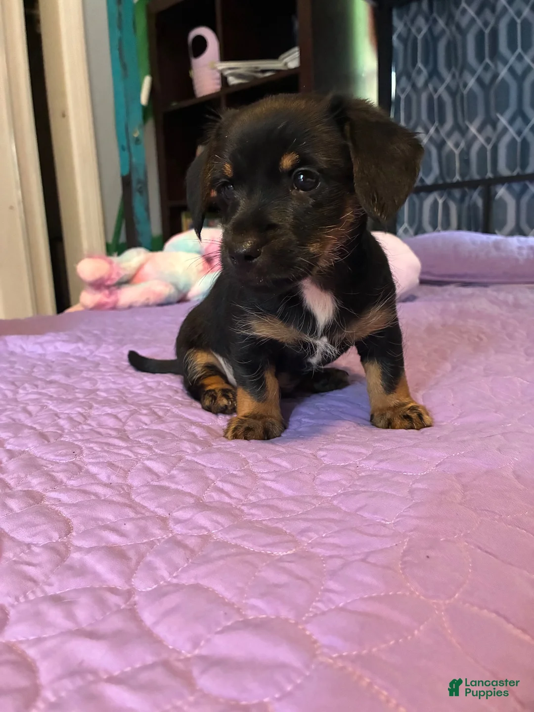 Mixed Breed dogs for sale: Mixed Breed 2 - Ad 2