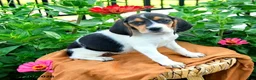 Beagle dogs for sale: Hadassah - Ad 3
