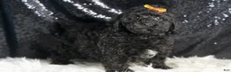 Toy Poodle dogs for sale: Romeo - Ad 4