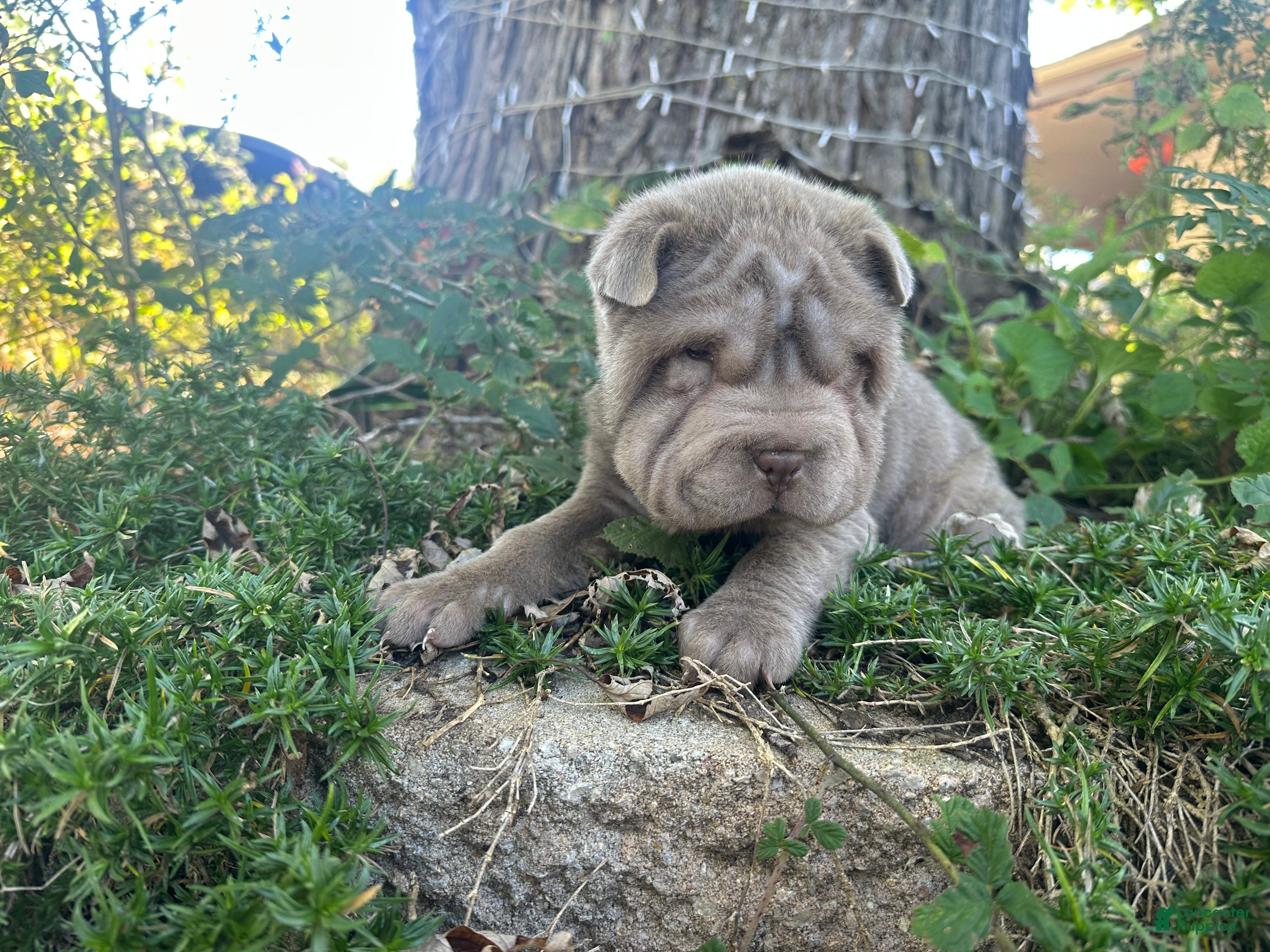 Shar Pei Puppies for sale Lancaster Puppies