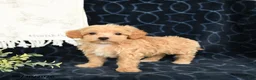 Maltipoo dogs for sale: Adren - Ad 3