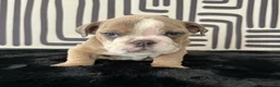 English Bulldog dogs for sale: Bongo - Ad 3