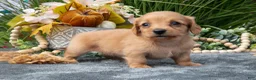 Miniature Dachshund dogs for sale: Kasey - Ad 3