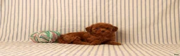 Shihpoo dogs for sale: Penny  - Ad 3