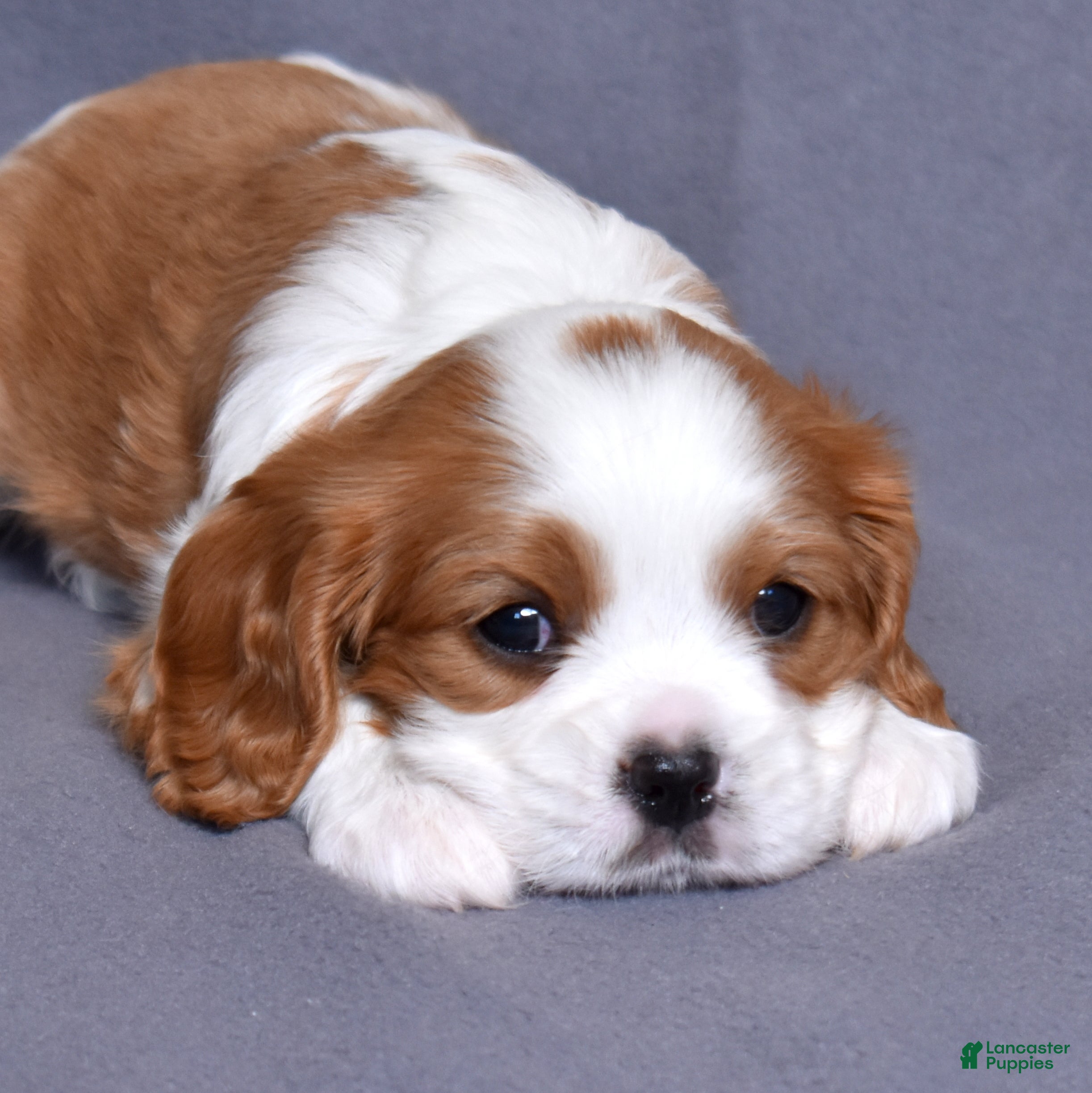 Cavalier King Charles Spaniel dogs Joseph - Ad 1