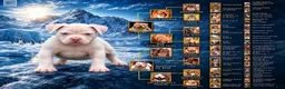 American Bully dogs for sale: American Bully 1 - Ad 2