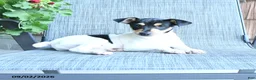 Toy Fox Terrier dogs for sale: Chad - Ad 3