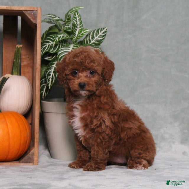 Miniature Poodle dogs Zprinkles - Ad 2