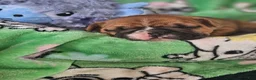 French Bulldog dogs for sale: French Bulldog Puppy 3 - Ad 1