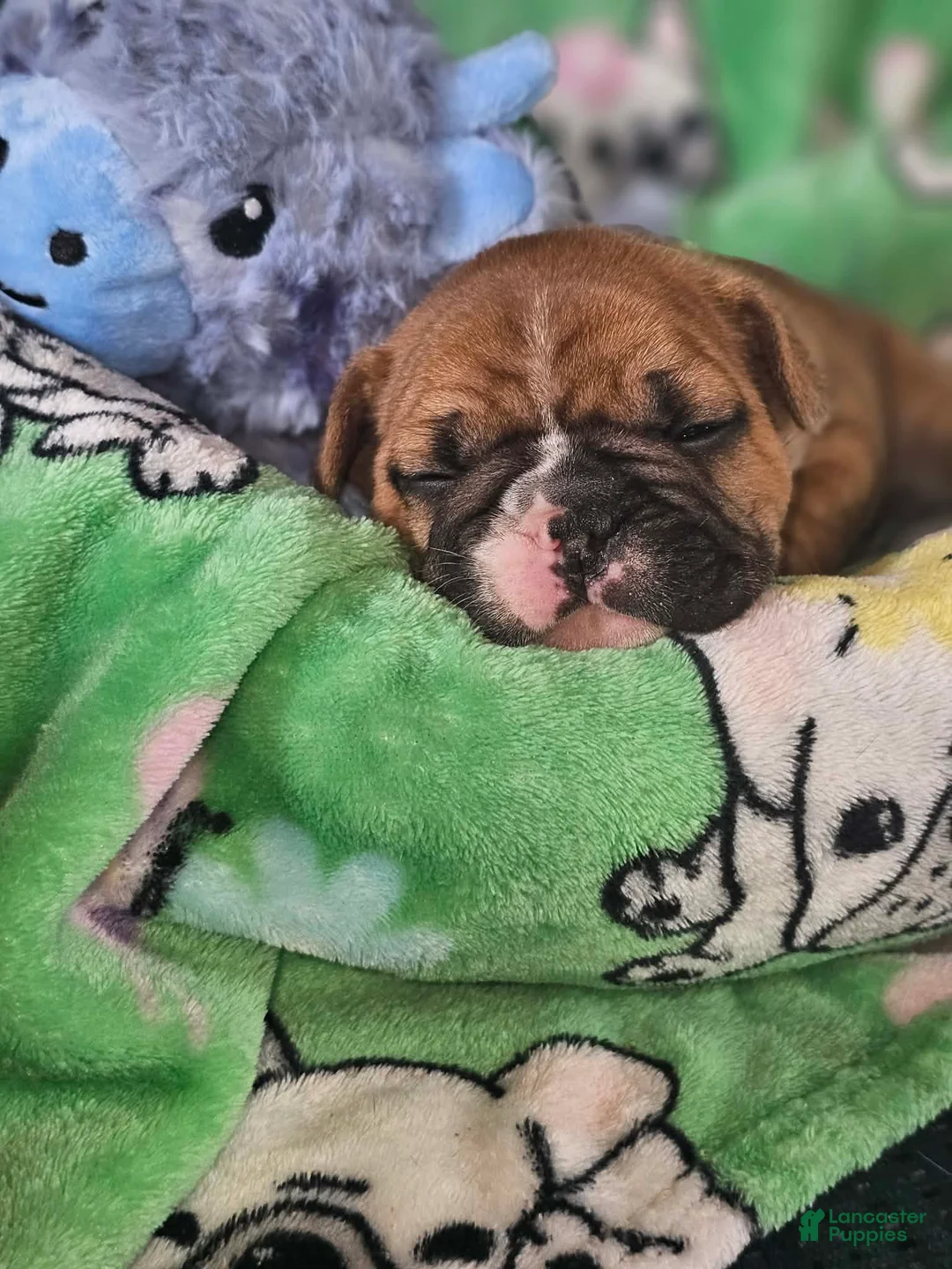 French Bulldog dogs for sale: French Bulldog Puppy 3 - Ad 1