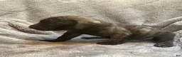 English Mastiff dogs for sale: English Mastiff Puppy 5 - Ad 3