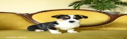 Welsh Corgi Pembroke dogs for sale: Nellie - Ad 13