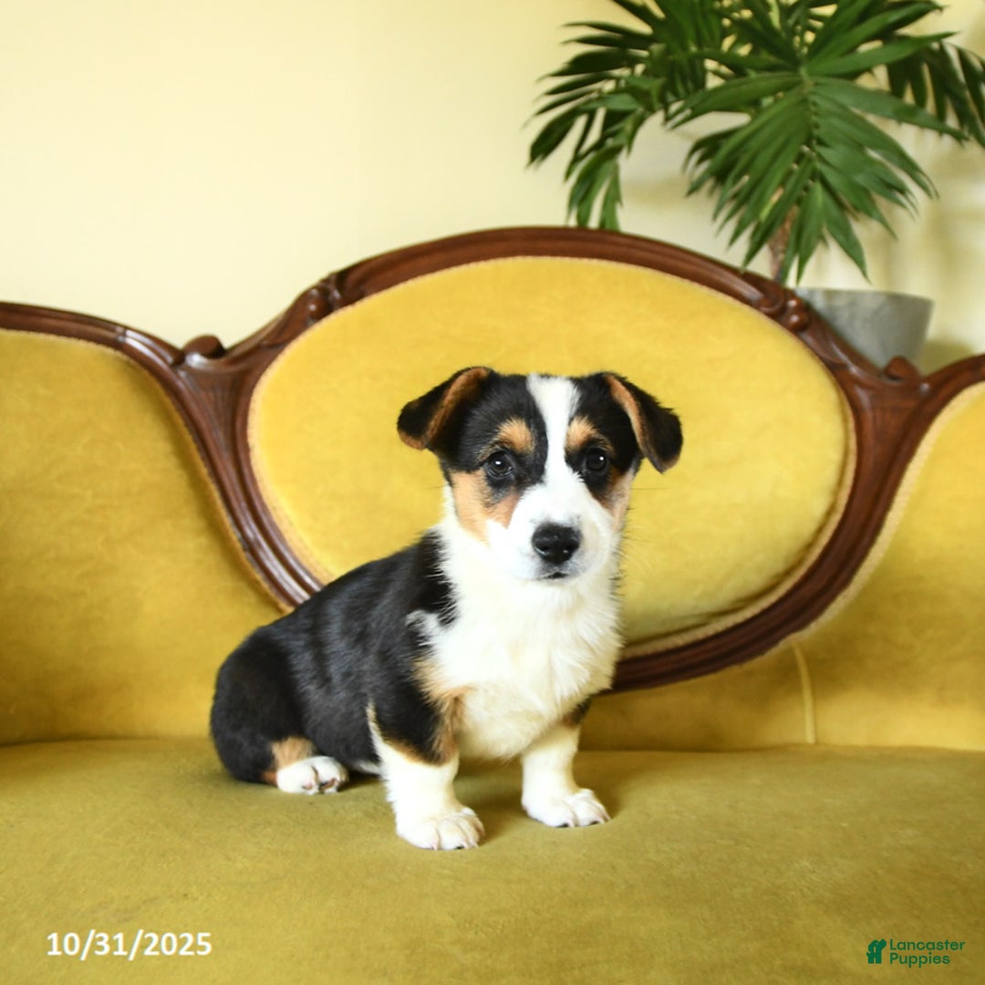 Welsh Corgi Pembroke dogs for sale: Nellie - Ad 13
