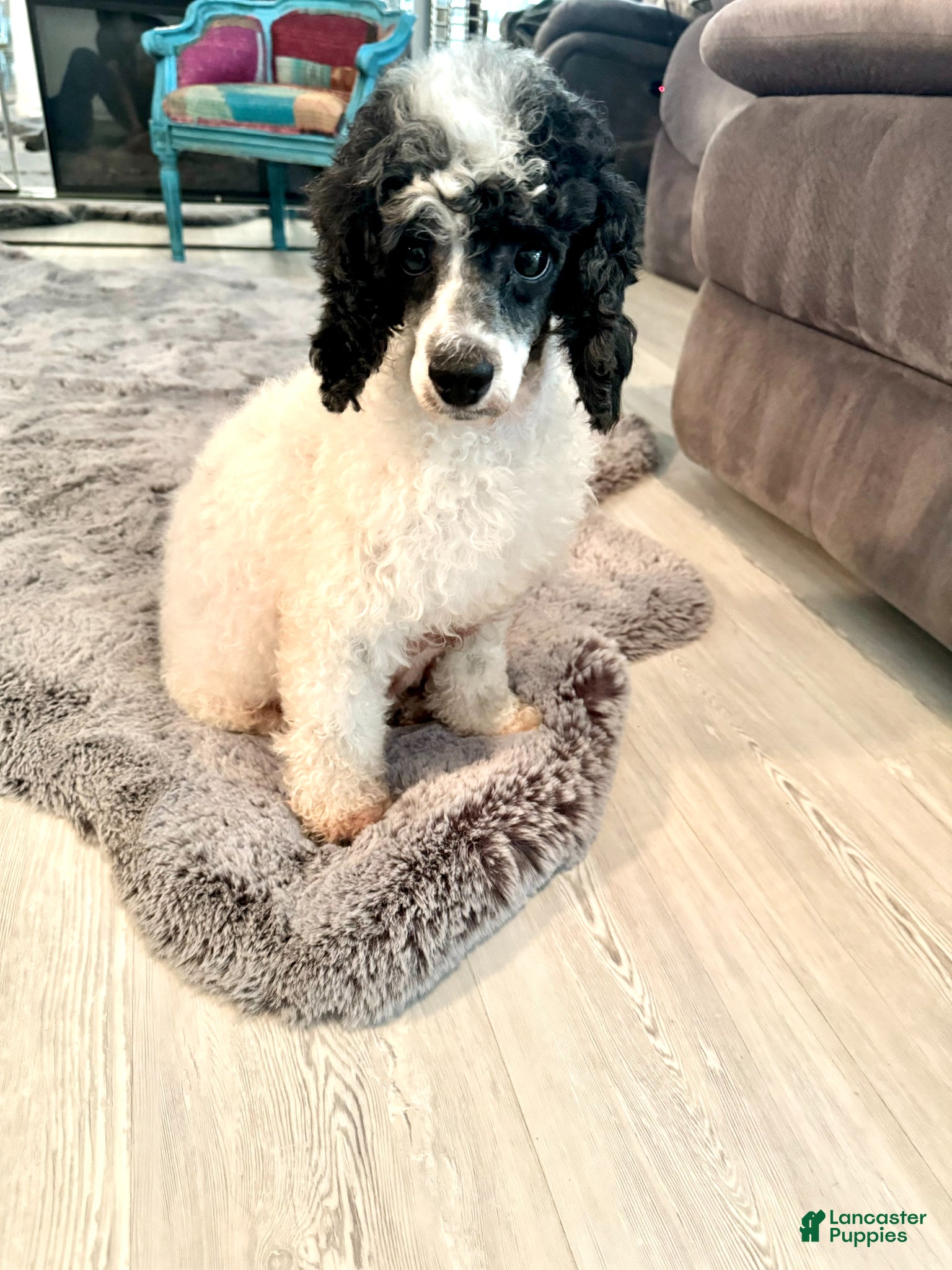 Miniature Poodle dogs Fern - Ad 2