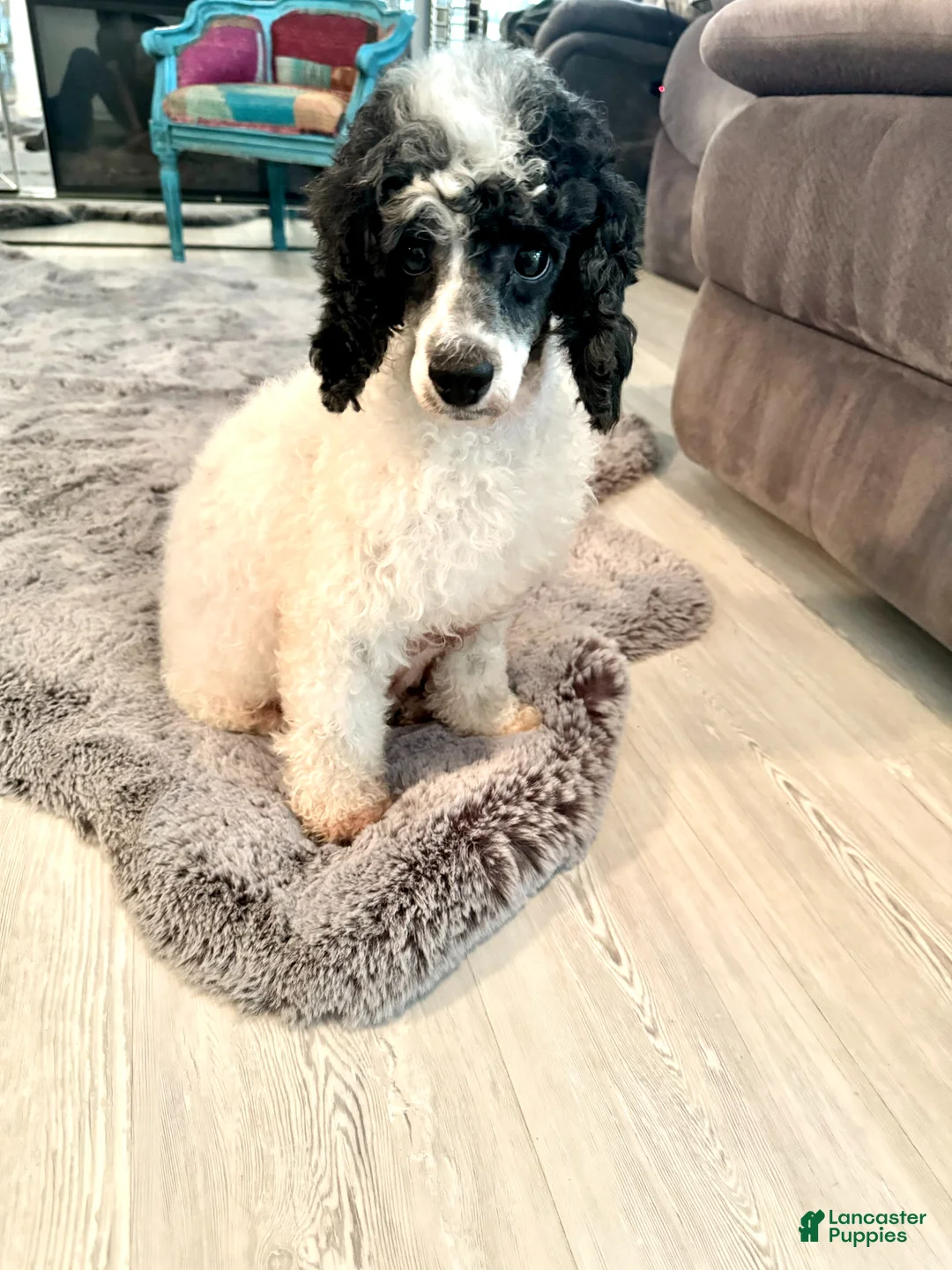 Miniature Poodle dogs for sale: Flash - Ad 2