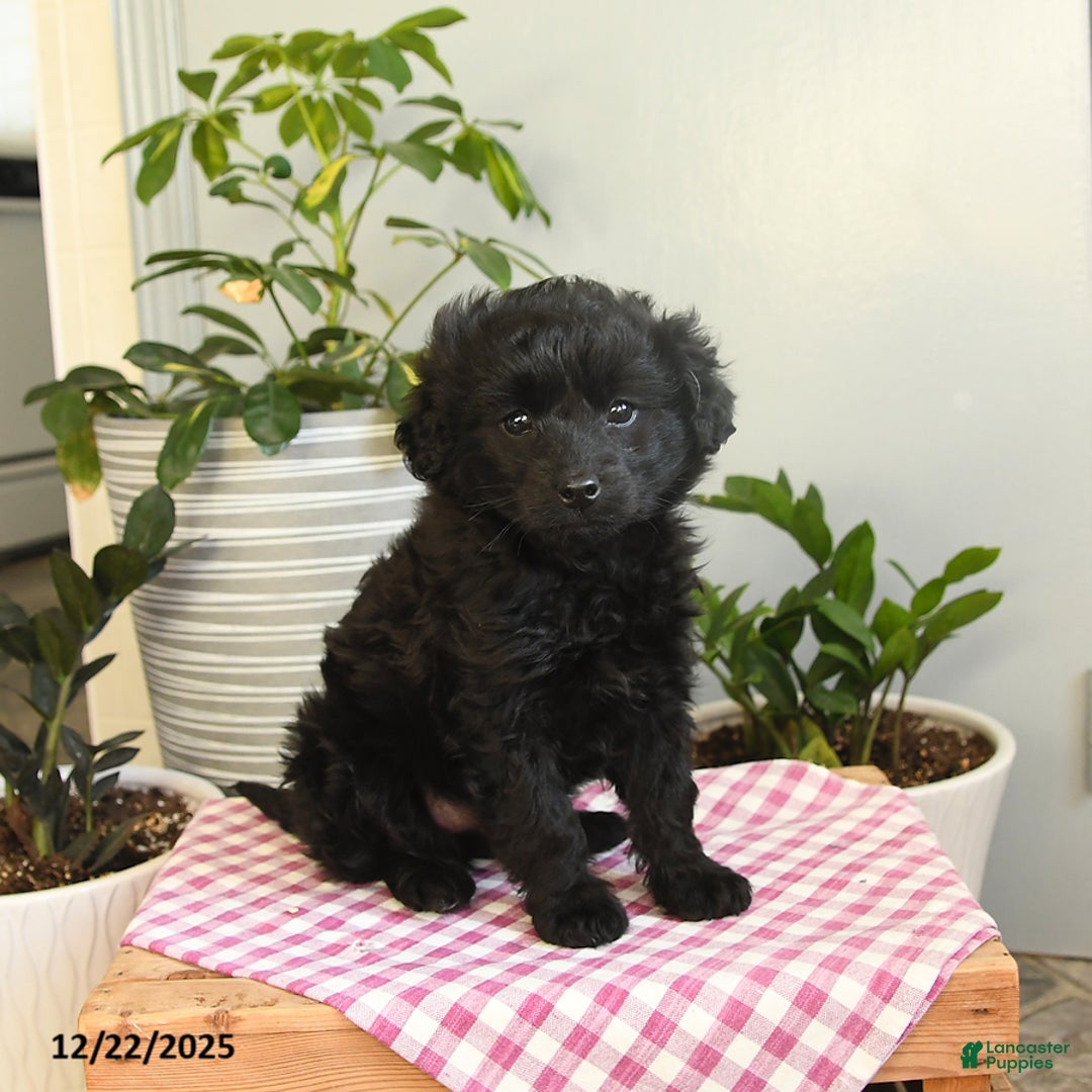 Mixed Breed dogs for sale: Winter - Ad 1
