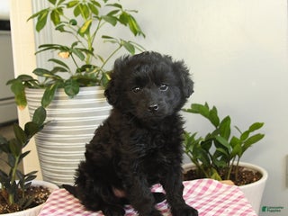 Mixed Breed dogs Winter - Ad 1