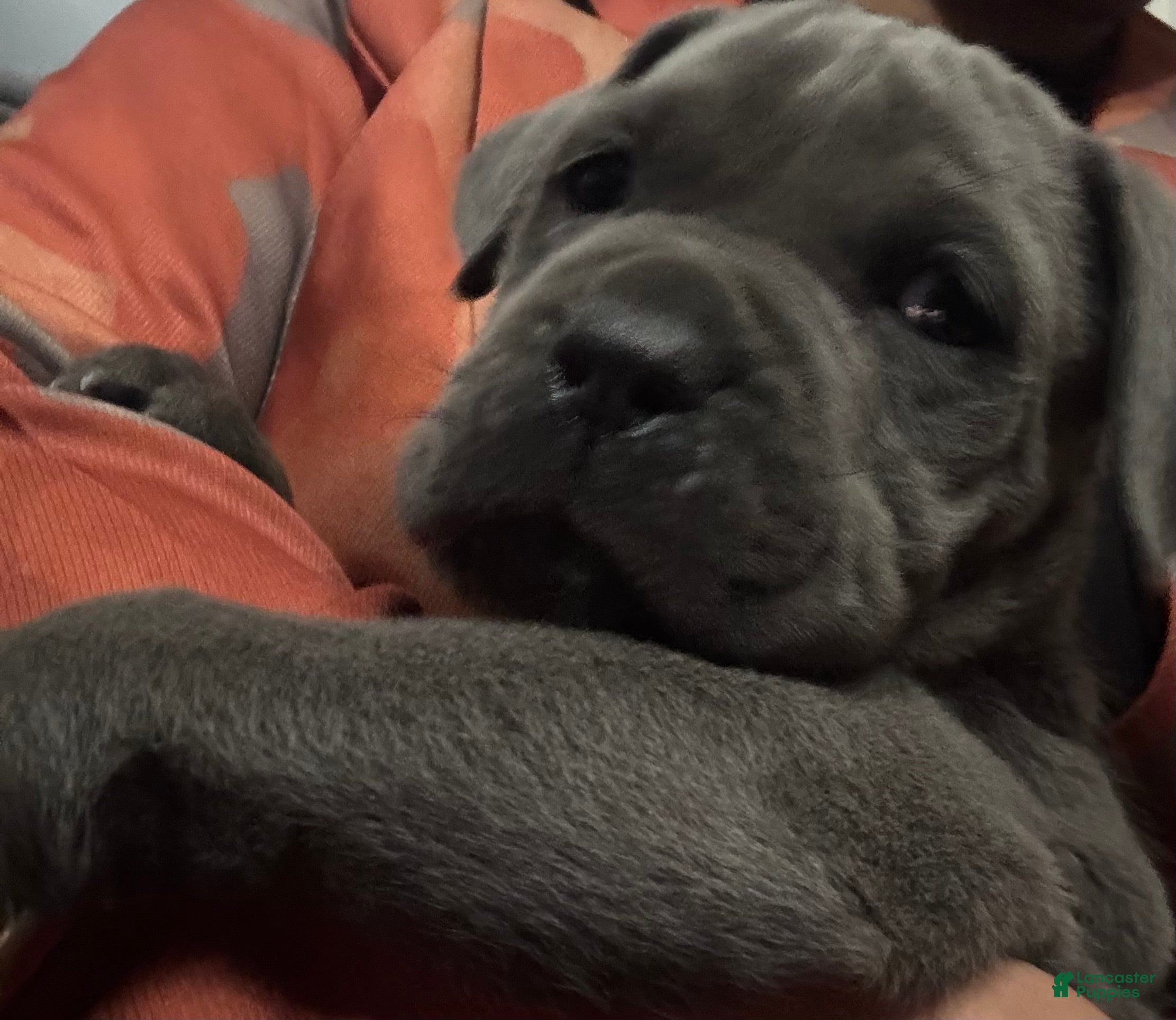 Cane Corso dogs Milo - Ad 11