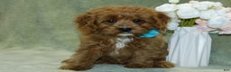 Cavapoo dogs for sale: Beau - Ad 4